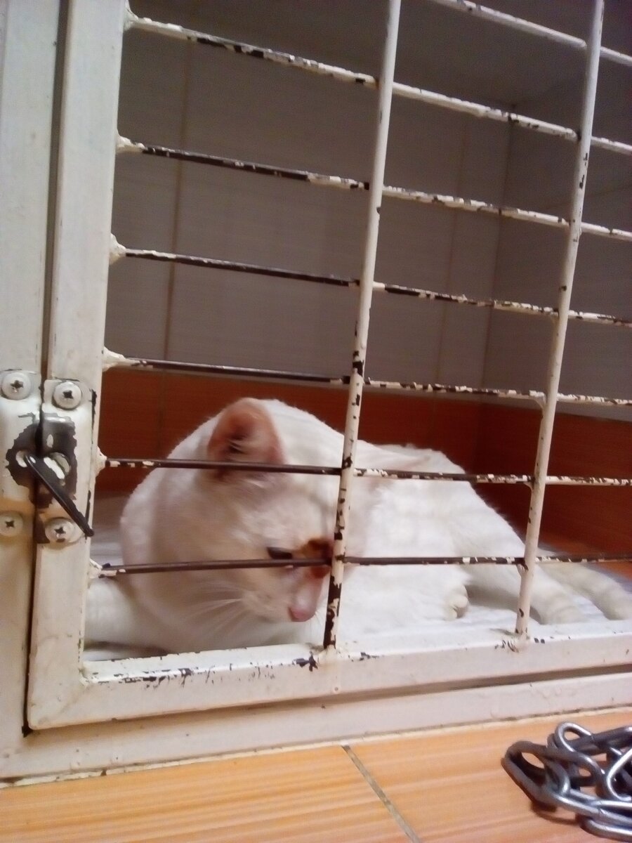 Сдать кошку в приют навсегда. Котята в приюте. котята из приюта. белая кошка из приюта. белые котики из приюта.