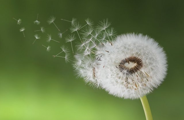 Отцветший одуванчик. Фото: http://mamadysh-rt.ru