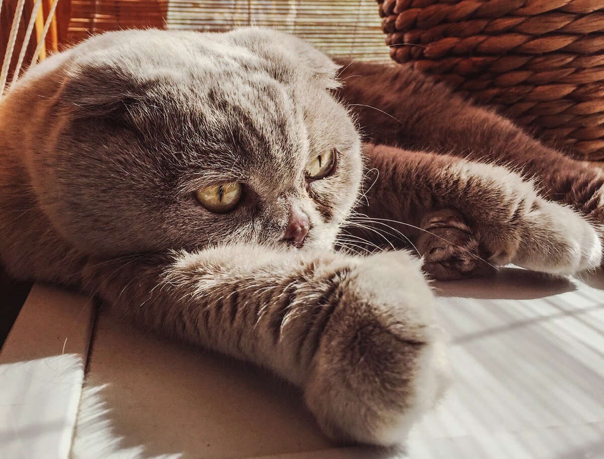 Знакомьтесь, кошка Бубла:)