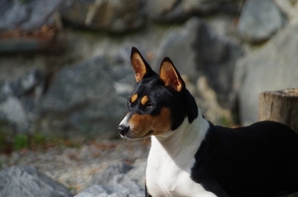 https://pixabay.com/photos/basenji-dog-purebred-pets-portrait-4561072/