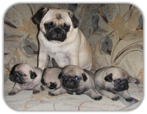 Мопс Нюша и ее 4 мопсика