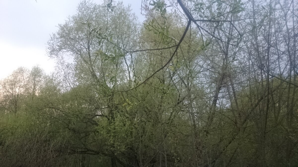 Пейзаж из Подмосковья. Местность, в самом деле, несколько гадючья, змейки случаются. А здесь еще и весна, когда они просыпаются и ищут свою любовь. Фото авторское.