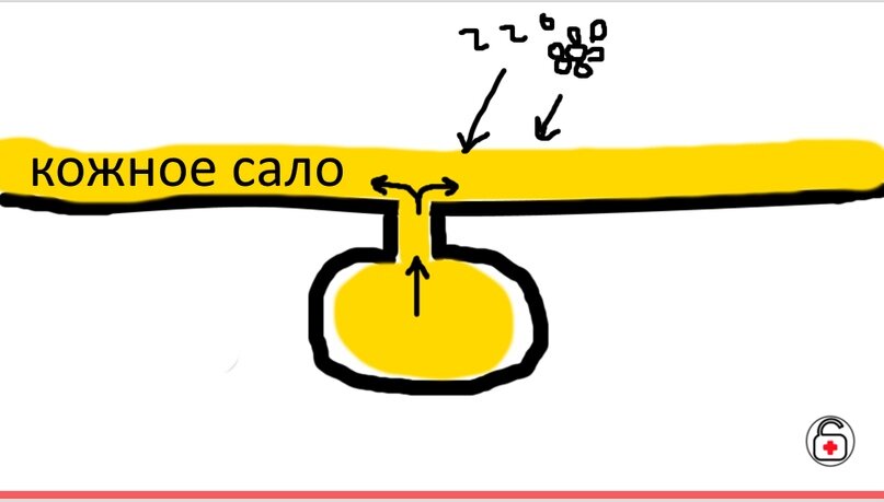 Когда всё хорошо, кожное сало - защита