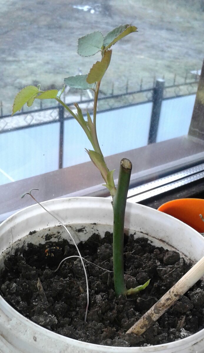 Мистер Линкольн, чайно гибридная роза 