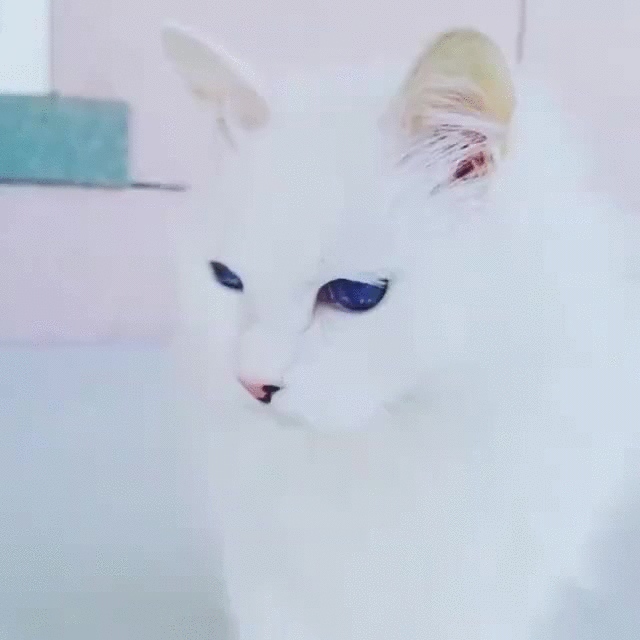 белые и голубоглазые кошки глухие