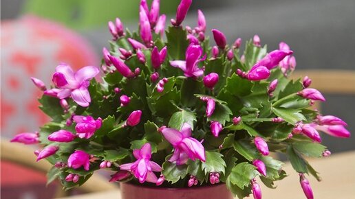 Декабрист или Шлюмберга (Schlumbergera)?