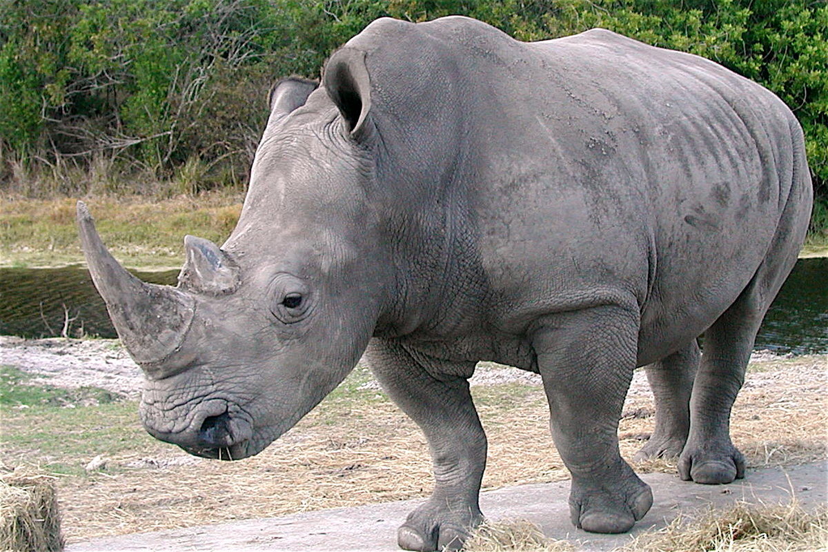 У животных много своей непонятной. Непарнокопытные Носороговые. Непарнокопытные носорог. Белый носорог (Ceratotherium simum). Черный носорог красная книга.