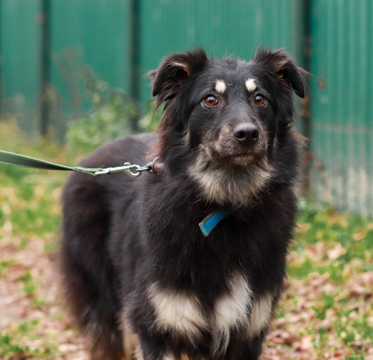 собака Майя из Банды Дворян