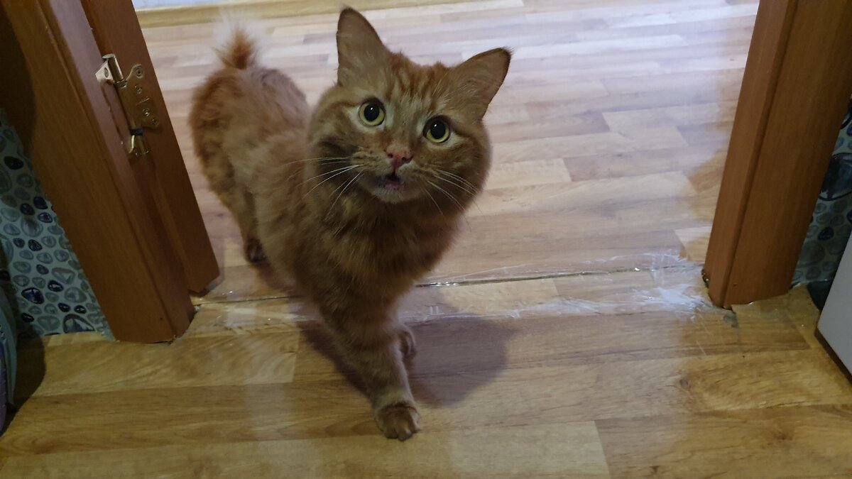  Напоследок вот вам котик из ее квартиры.