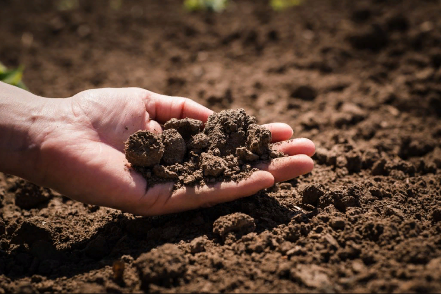 Если почва на участке тяжелая и глинистая: Как сделать ее богатой, рыхлой и плодородной