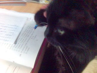 Учёная кошка помогает готовиться к ЕГЭ. 