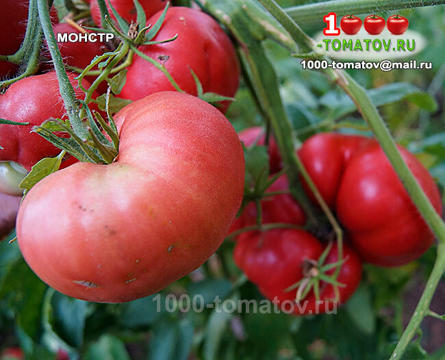 томат португальский монстр. томат португальский монстр. Brandywine томат. томат тамбовский монстр. томат гигантский монстр (фамильные томаты) 25 шт.