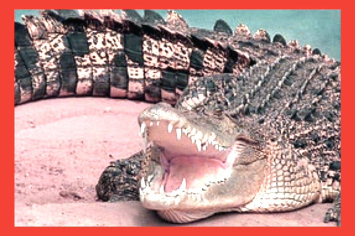 Крокодил