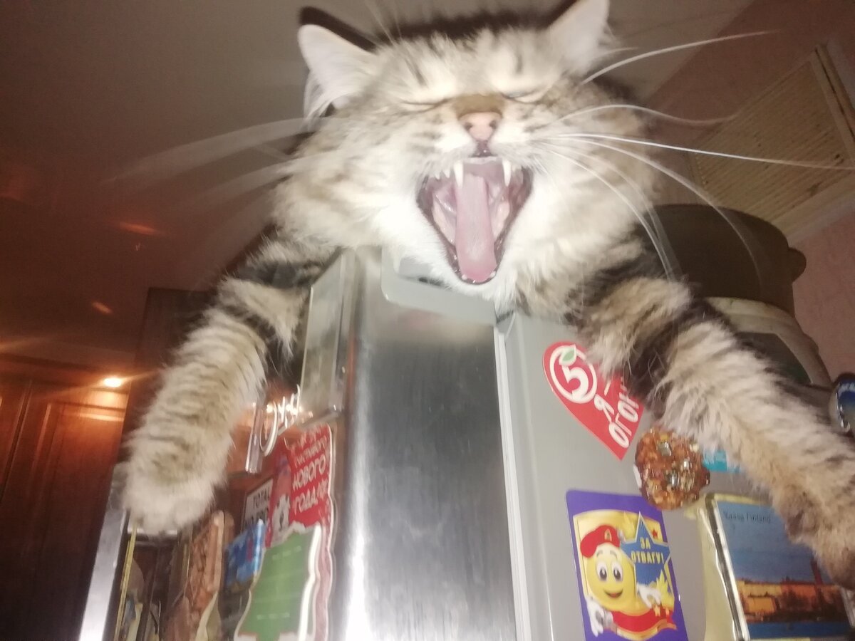 Из личного архива. Котик Йода