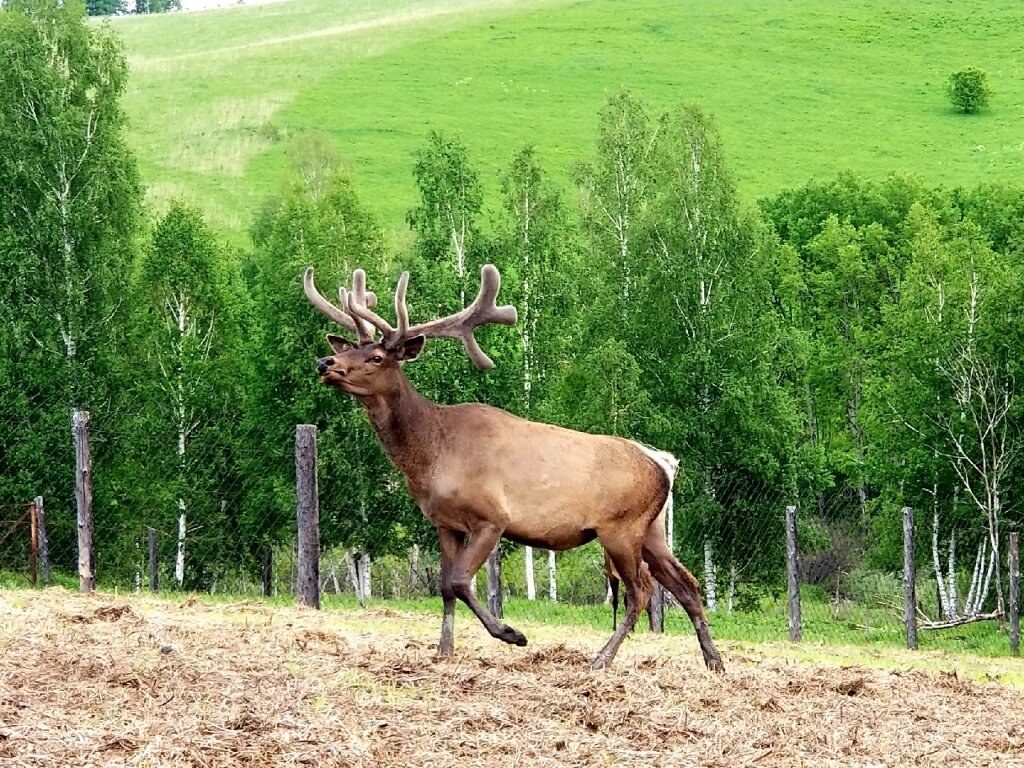 Марал животное фото алтайского