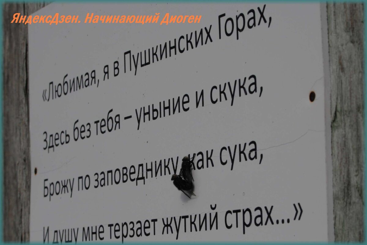 Мухи не дрессированные. 