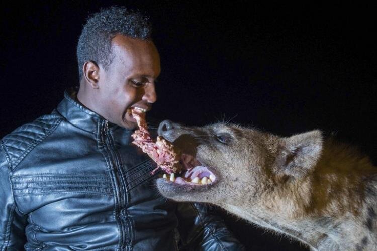 The life of animals