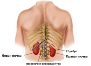 Дорогие читатели не забываем про свои почки. Стоит обратить внимание, что чаще всего камни образуются, когда кальций сочетается с оксалатом или фосфором, но избыточная мочевая кислота также может привести к появлению камней. Согласно статистике, болезни органов пищеварения и почек у мужчин встречаются чаще, чем у женщин. Такие проблемы со здоровьем проявляются в основном у людей в возрасте от 20 до 40 лет.