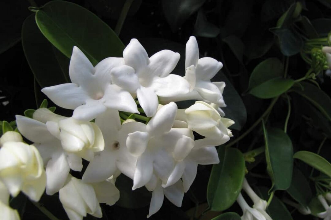 Стефанотис нередко называют мадагаскарсим жасмином за удивительный аромат цветов.-2