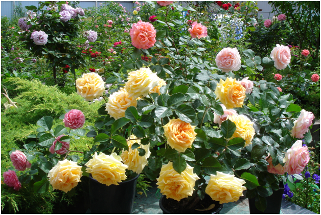 Чайно-гибридные розы бывают разных оттенков