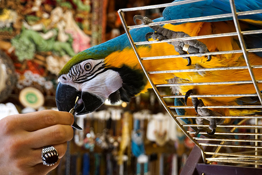 Фото: Akin Ozcan / Shutterstock