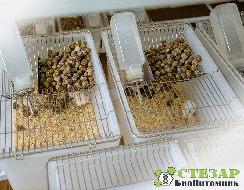 Содержание лабораторных животных в БиоПитомнике СТЕЗАР / Фото с нашего сайта www.biopitomnik.ru