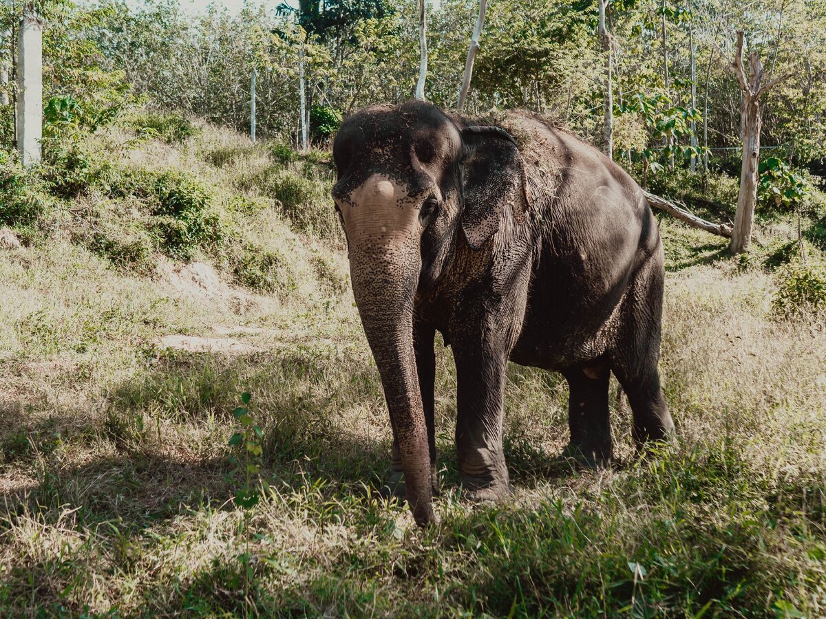 Слониха в убежище. www.phuketelephantsanctuary.org