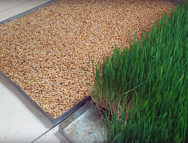 Пророщенное зерно слева, гидропонная зелень - справа.