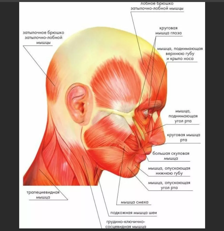 Апоневроз головы. Надчерепной апоневроз сухожильный шлем. Апоневроз свода черепа. Мимические мышцы головы анатомия. Мимические и жевательные мышцы анатомия.