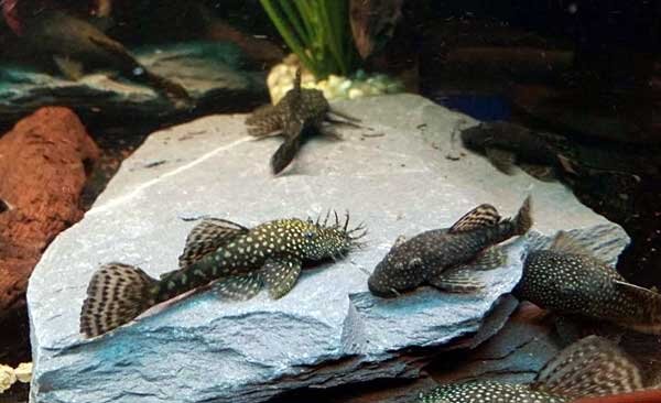 Сомики анциструсы (Слева-самец,справа-самка)