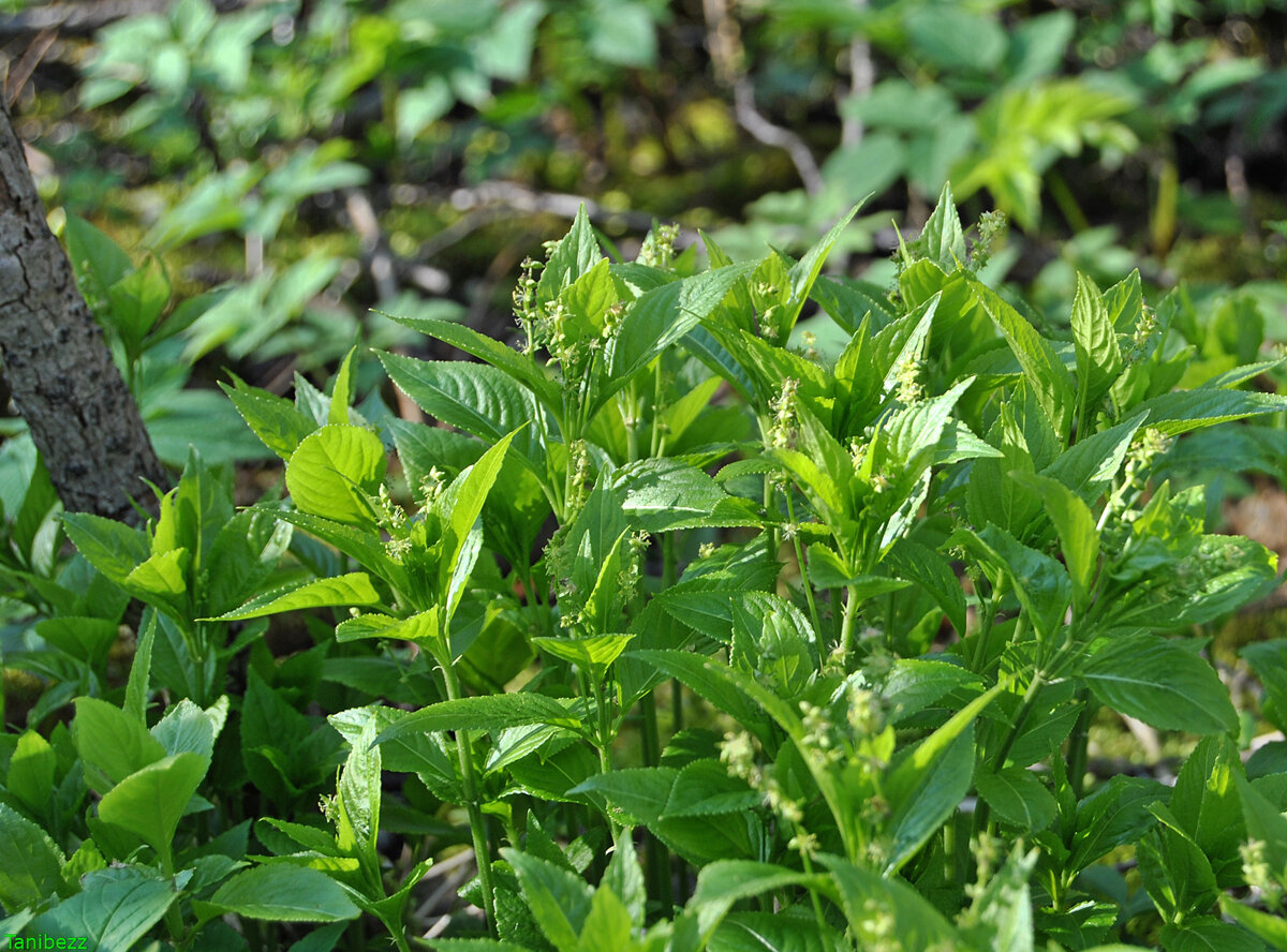 Пролесник многолетний Mercurialis perennis