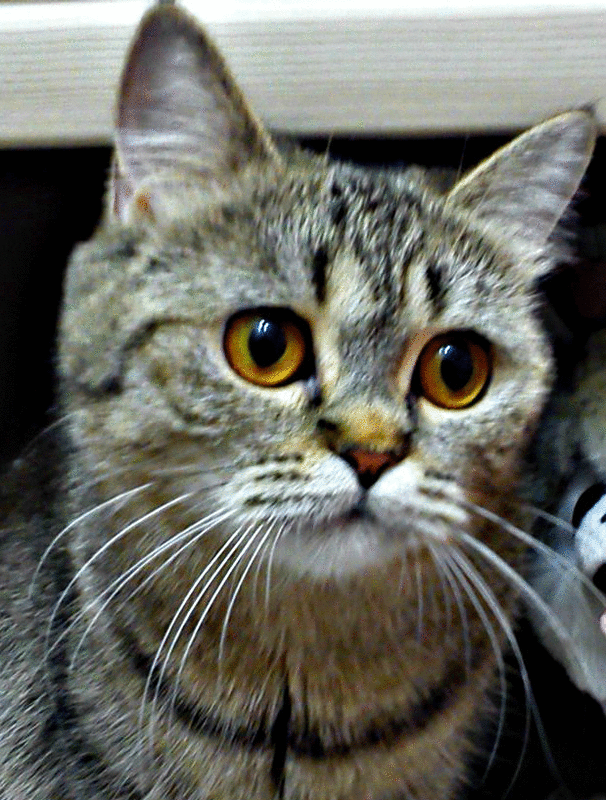 Фото автора.. Реальная Васина кошка