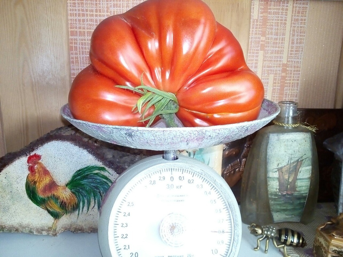 вон он, 800 гр