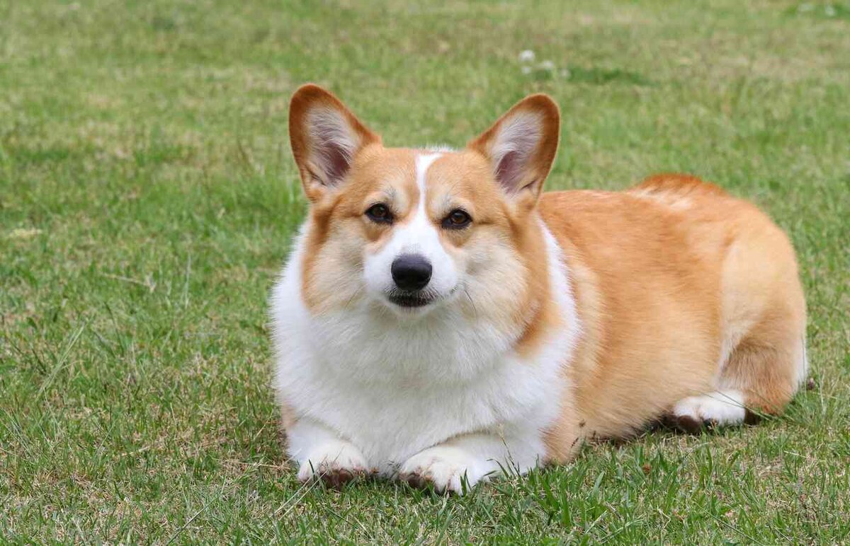 Фото с petstruggles.com