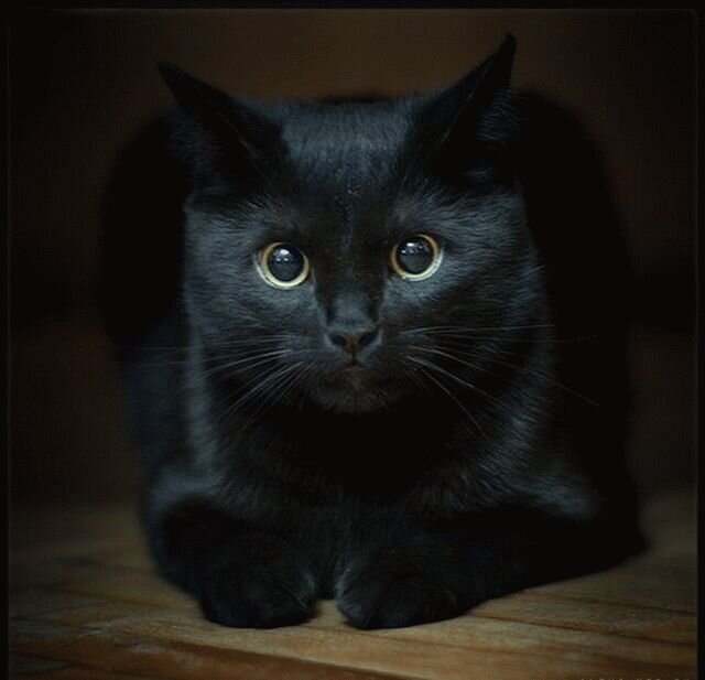 Кошка – животное, которое с древних пор проживает рядом с человеком, это первое живое существо, впущенное людьми в свое жилище. В настоящее время появилось множество примет и поверий по поводу кошек. В разных государствах существует большое количество различных примет об этих удивительных животных. В данном материале мы максимально подробно осветим эту тему.