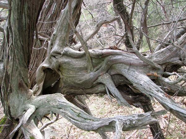 Красный можжевельник http://rezbaderevo.ru/derevo-relikty-kryma-v-moem-tvorchestve