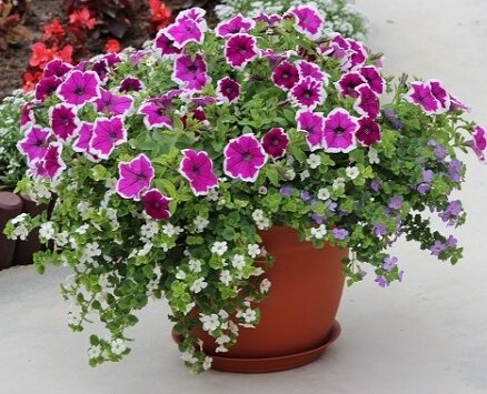 Петуния и бакопа 
