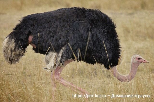 Страусы: содержание, уход и кормление