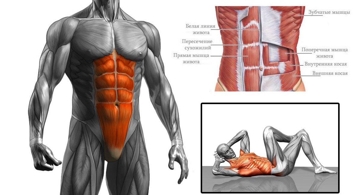 Мышцы пресса картинки