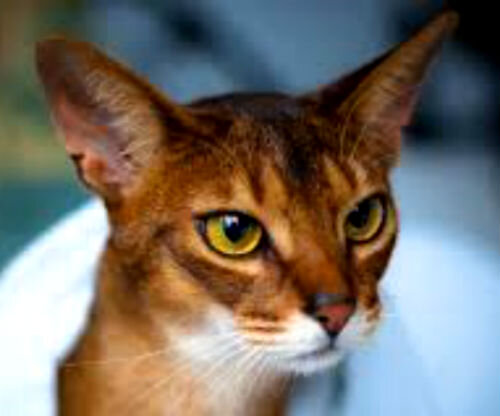 Самые агрессивные породы кошек - фото и описание | Лапа помощи | Дзен