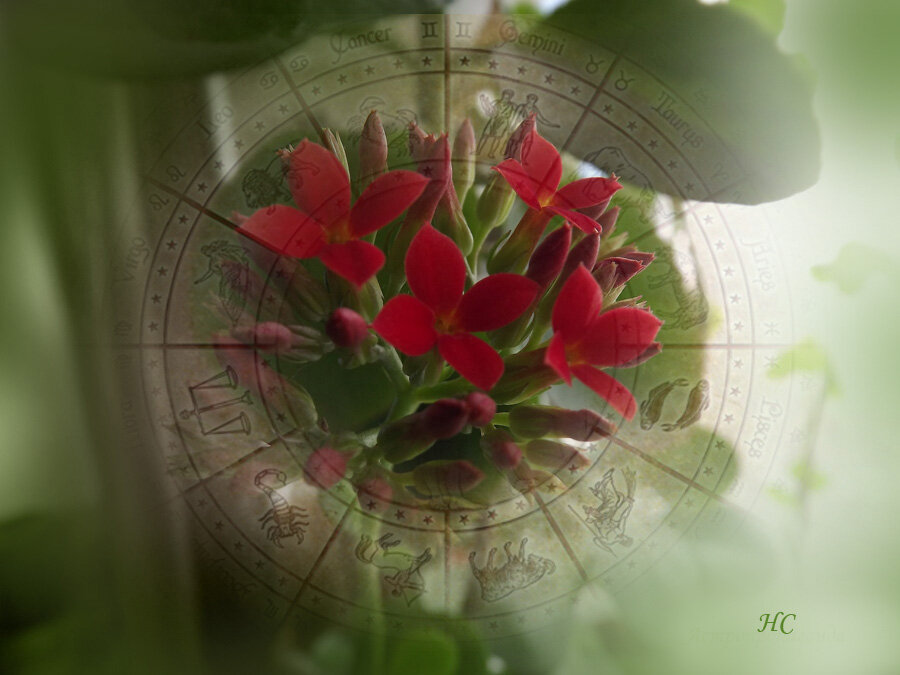 Коллаж Нины Стрелковой.