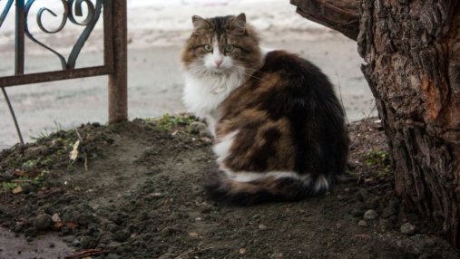 Блудная  Муся, которая нас в упор не видит