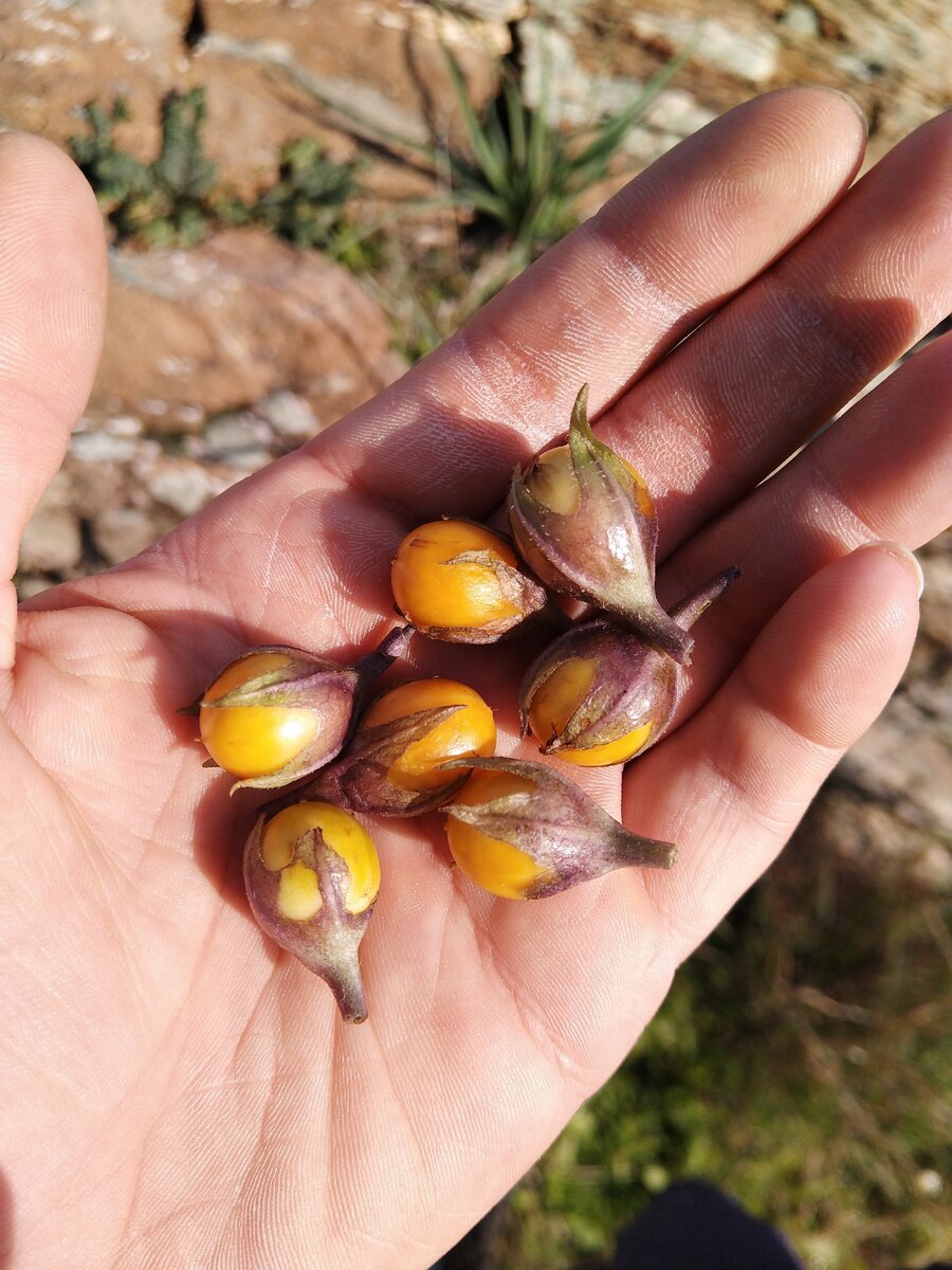 На фото - плоды с семенами мандрагоры