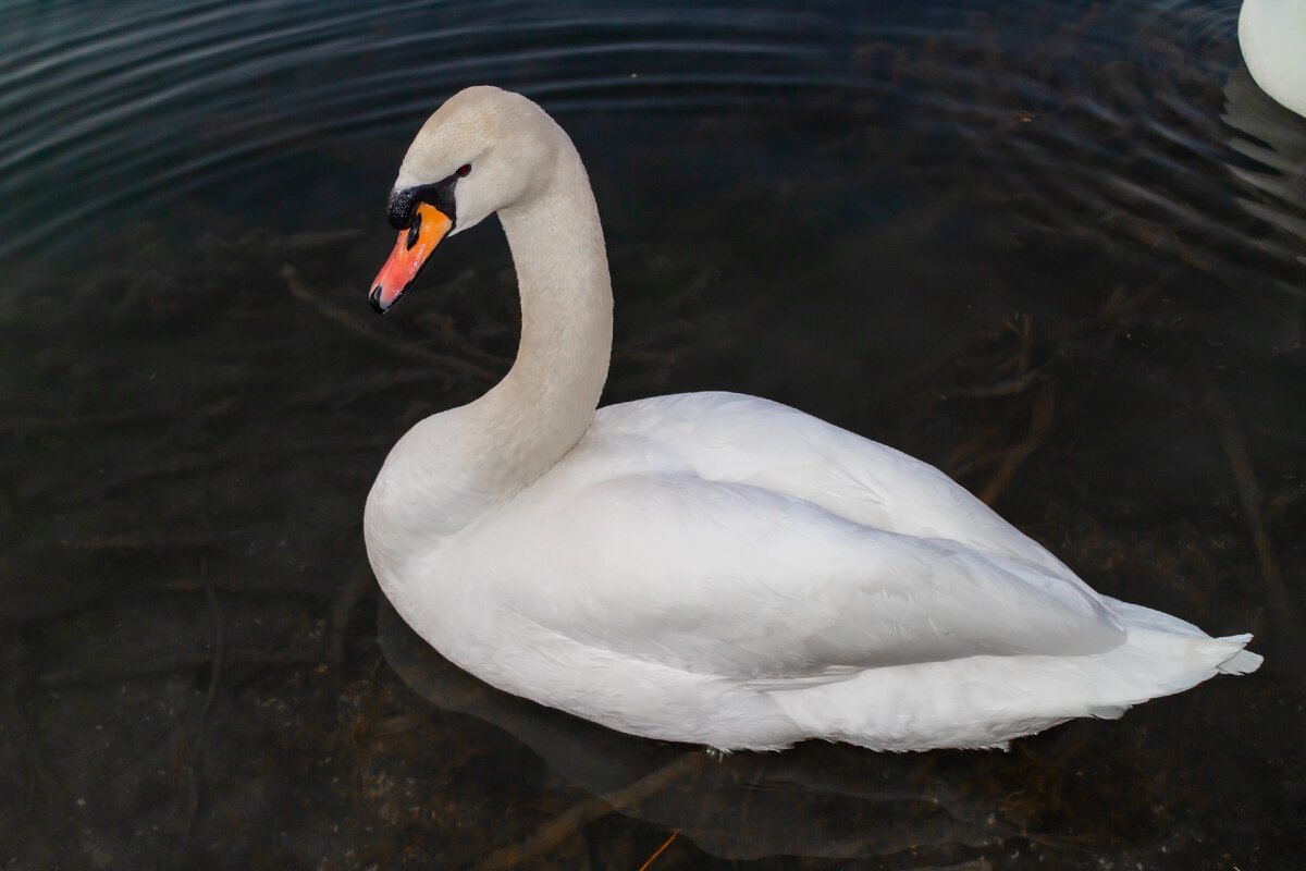 Белый лебедь на пруду. Автор: @dmitriymur.ru