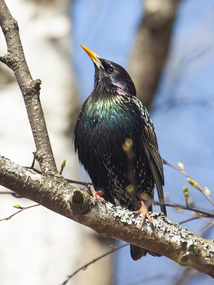 Обыкновенный скворец - герой статьи. Фото автора.