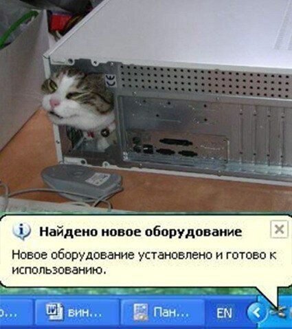 Компьютерный котосервис - самый лучший в городе