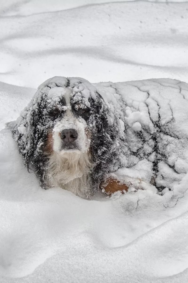 может ли собака замерзнуть на улице