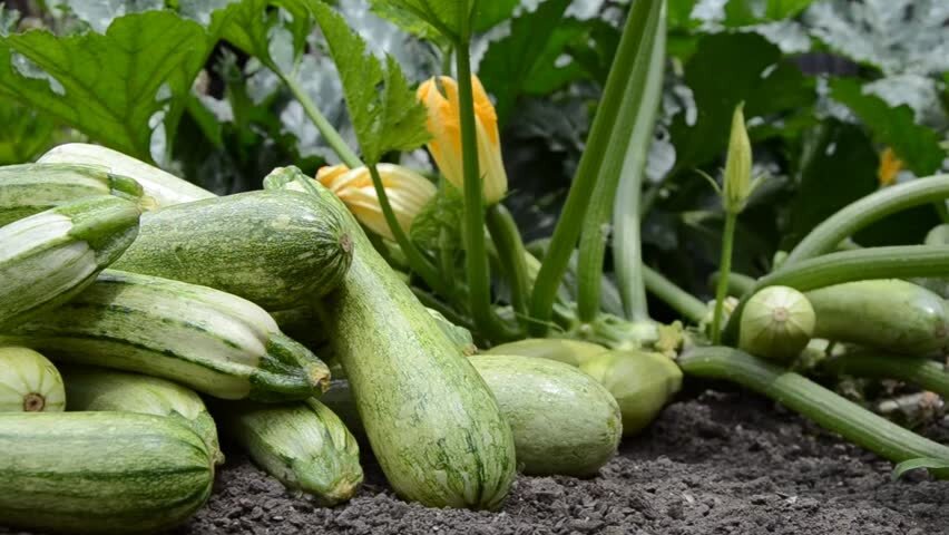 Подробная инструкция Чуда-удобрения для Кабачков, благодаря которой, вы вырастите рекордный Урожай уже в этом году