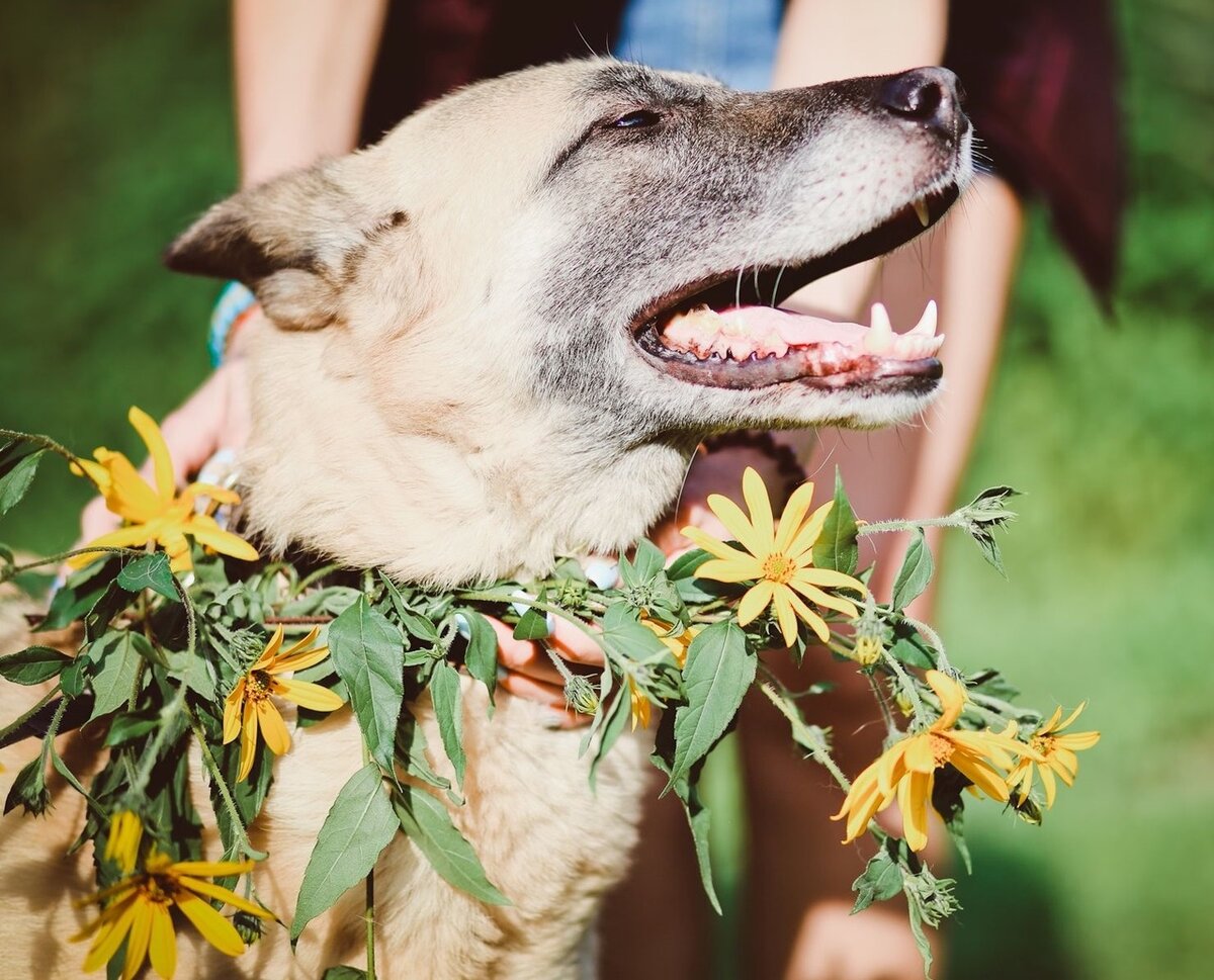 У меня есть замечательный пес. Овчарка с цветами в зубах. Овчарка с цветком. Овчарка с ромашками в зубах. Овчарка с цветами в зубах фото.