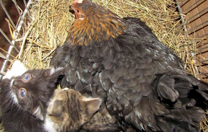 Курица прячет котят и греет их своим теплом 